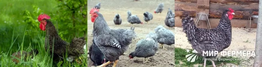 Порода кур доминант: описание. Описание курочек породы родонит и доминант
