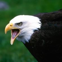 Видеть во сне дохлую птицу. Что значит видеть во сне мертвых птиц