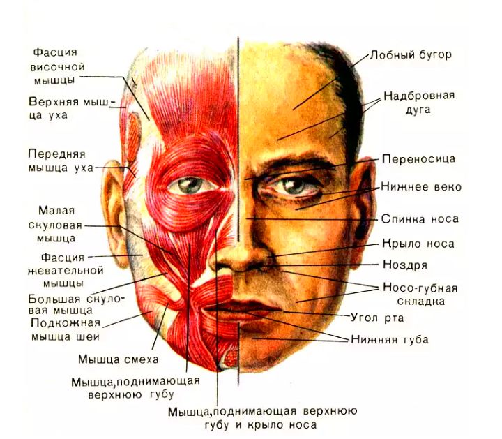 Упражнения для подтяжки щек и овала лица. Коррекция овала лица – упражнения для подтяжки овала лица в домашних условиях