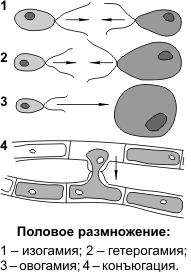 Деление клетки надвое особенности размножения. Бесполые формы размножения