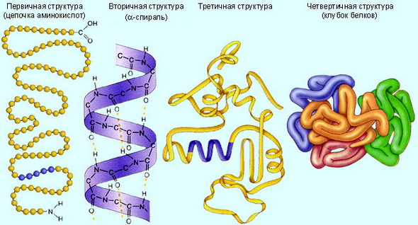 Химические элементы в клетках живых организмов. Биологическая роль химических элементов и минеральных веществ