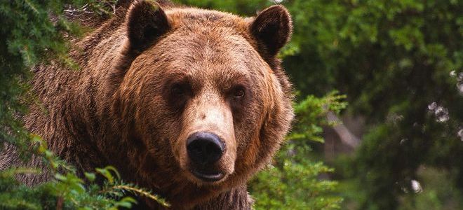 Медведица с медвежонком сонник толкование. К чему снятся медведица с медвежатами женщине, девушке, мужчине? К чему снится, что медведица спасает медвежонка