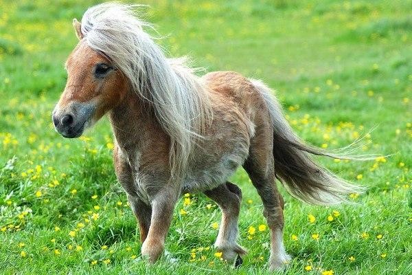 Фотография май литл пони всех. Поэтапно рисуем карандашом пони из My Little Pony
