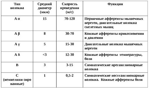 Сущность понятия «Вожбуждение. Фазы потенциала действия