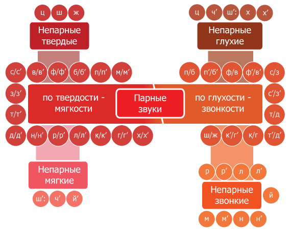 Какая буква л мягкая или твердая. Твёрдые и мягкие согласные звуки