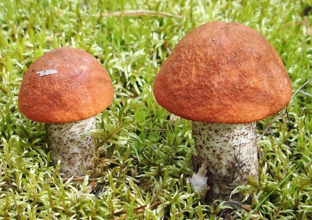 Маринованные подосиновики – рецепт. Заготовка грибов: маринование, заморозка и сушка подосиновиков и подберезовиков